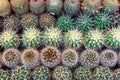 Top view of various cactus house plants selection. Cactus plants background.