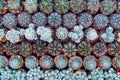 Top view of various cactus house plants selection. Cactus plants background. Royalty Free Stock Photo