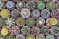 Top view of various cactus house plants selection. Cactus plants background. Royalty Free Stock Photo