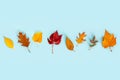 Top view of various colorful autumn leaves over light blue background. Copy space