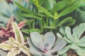 Top view of various types of succulent plant pot- echeveria, sempervivum, flowering house plants in wooden box. Plant Royalty Free Stock Photo