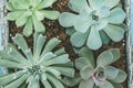 Top view of various types of succulent plant pot- echeveria, sempervivum, flowering house plants in wooden box. Plant Royalty Free Stock Photo