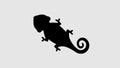 Top view of a veiled chameleon graphic animation. Alpha channel