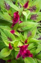 Top view of red velvet flowers with leaves Royalty Free Stock Photo