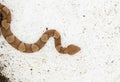 Top view of venomous Copperhead snake Royalty Free Stock Photo