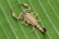 Top view venomous scorpion Lychas mucronatus in nature. Swimming Scorpion, Chinese swimming scorpion or Ornate Bark Scorpion on a