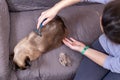 Top view of the veterinar hands brushing a Siamese cat Royalty Free Stock Photo