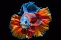 top view of vibrant betta fish in aquarium