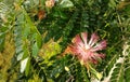 Top view of vibrant and colorful spiky Calliandra tweediei flower in Pune, Maharashtra, India