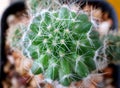 Top View of Vibrant Green Mini Cactus Plants, Selective Focus Royalty Free Stock Photo