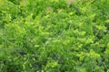 Top view of vibrant green trees Royalty Free Stock Photo