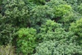 Top view of vibrant green trees Royalty Free Stock Photo