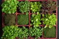 top view of vibrant microgreens in geometric pattern