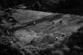 Top view of a village cricket pitch with running players with shadows in black and white