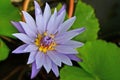 Top view of violet flower with blurry green leaf background Royalty Free Stock Photo