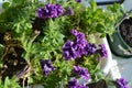 Top view of violet flowers of petunia in balcony garden Royalty Free Stock Photo