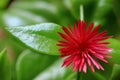 Top View of Vivid Pink Baby Sun Rose Flower Blooming Over Its Succulent Leaves Royalty Free Stock Photo