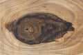 Top view of walnut tree cross-section with a big knot. Wood grain texture. Natural background