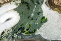 Top view of wastewater with air bubbles and moss flowing through a cracked ditch. Oxygen bubble in dirty sewage water treatment in Royalty Free Stock Photo