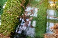 Top view of the water with a crocodile and fish in the water Royalty Free Stock Photo