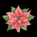 Top view watercolor poinsettia on black background Royalty Free Stock Photo