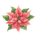 Top view watercolor poinsettia on white background