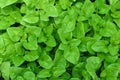 Top view Watercress or nasturtium officinale organic growing in the vegetable garden plant green leaf texture background/ Fresh Royalty Free Stock Photo