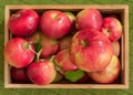 Top view of wet apples with water drops in a small bamboo crate on green background Royalty Free Stock Photo