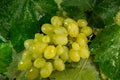 Top view of a wet bunch of grapes with drops of water Royalty Free Stock Photo