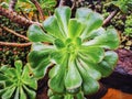 Top view of a wet green Aeonium Succulent with drops Royalty Free Stock Photo