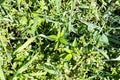 Top view of wet green grass close up after rain Royalty Free Stock Photo