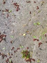 Cement path moss leaves autumn background. Fall rainy weather backdrop Royalty Free Stock Photo