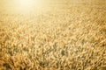 Top view of wheat field at harvest Royalty Free Stock Photo