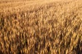 Top view of wheat field at harvest Royalty Free Stock Photo