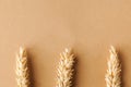Top view of wheat spikelets. Flat lay. Minimal organic concept with spikelets of wheat. Creative copyspace.
