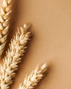 Top view of wheat spikelets. Flat lay. Minimal organic concept with spikelets of wheat. Creative copyspace.