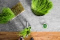 Top View of Wheatgrass Extraction in Action on the Kitchen Count Royalty Free Stock Photo