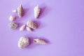 Top view of white beach seashells and pebbles on purple or pink background Royalty Free Stock Photo