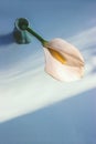 Top view of white calla lily flower put in a green ceramic vase under the sunlight Royalty Free Stock Photo