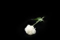 Top view of white carnation flower on black background.