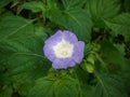 Top view white center purple flower Royalty Free Stock Photo