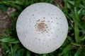 Top view of white circular mushroom