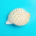 white color conch shell on a blue background Royalty Free Stock Photo