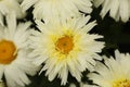 Daisy flowers center white with yellow center Royalty Free Stock Photo