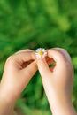 A white daisy in hands of child Royalty Free Stock Photo