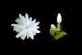 Top view,White jasminum sambac flower blossom bloom isolated on black background, Fragrant floral,arabian jasmine, floral pattern Royalty Free Stock Photo