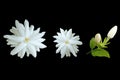 Top view,White jasminum sambac flower blossom bloom isolated on black background, Fragrant floral,arabian jasmine, floral pattern Royalty Free Stock Photo