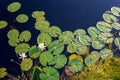 Top view of white lotus and green lily pads in the pond Royalty Free Stock Photo