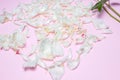 Top view of white peony petals and stems isolated on pink background. Macro, close up, flat lay. Postcard, wallpaper, poster Royalty Free Stock Photo