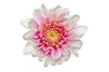 Top view of White pink Chrysanthemum flower isolated on background Royalty Free Stock Photo